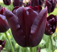 Tulipan Black Jack 8 løg